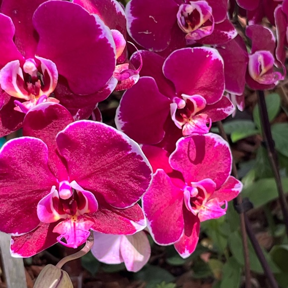 Meet your Posher, Sally - Picture 6 of 9